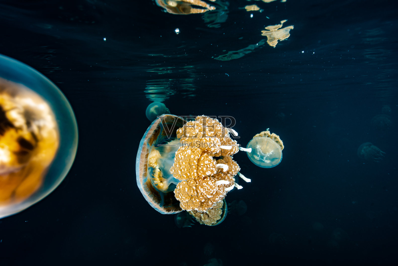 帕劳水母湖(Mastigias cf. papua etpisoni)照片摄影图片