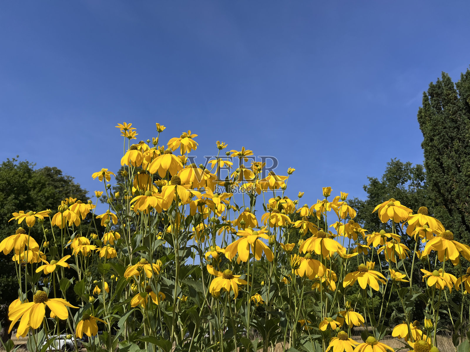 梅尔福德大厅的鲜花照片摄影图片