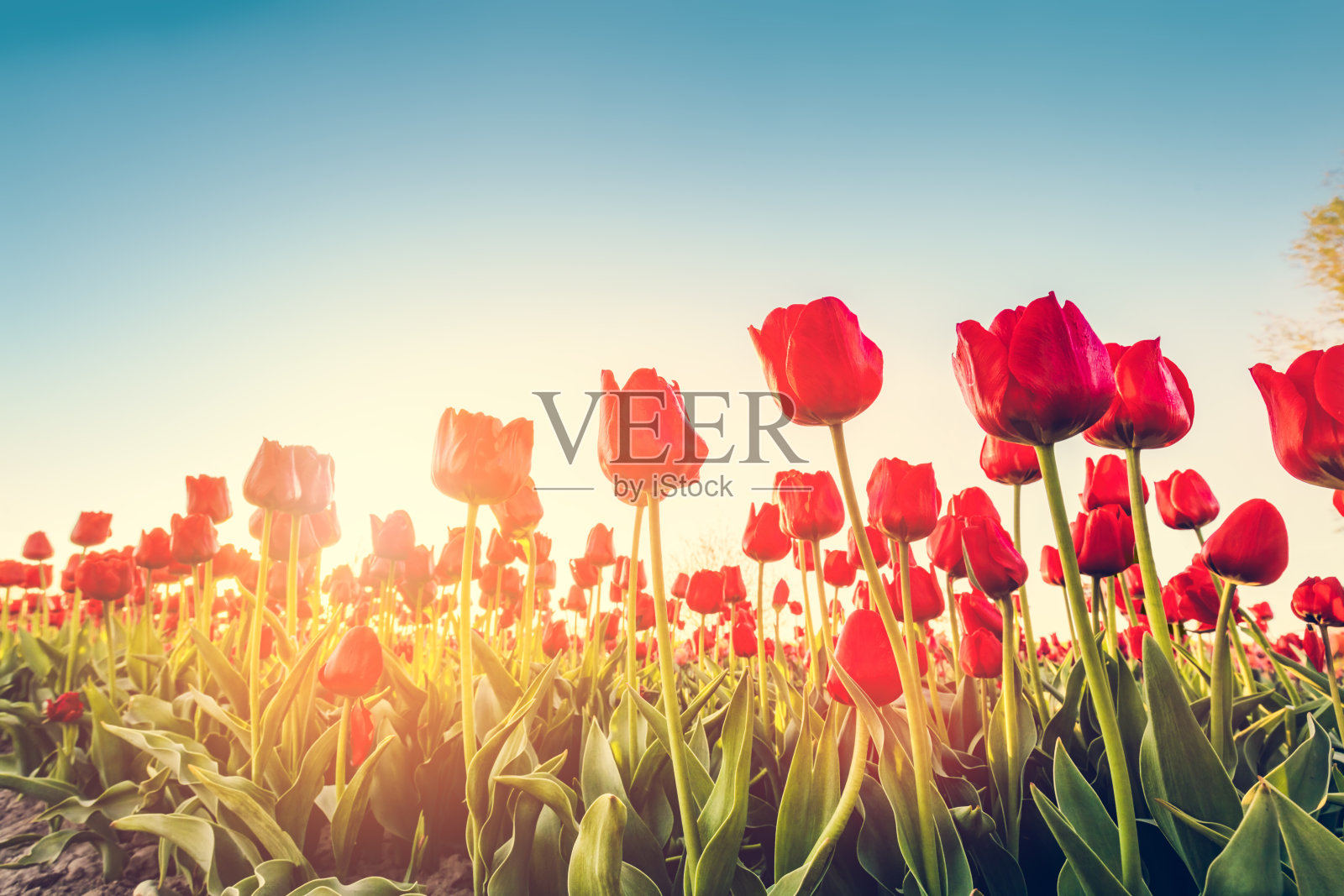 郁金香花在春天日落时盛开。照片摄影图片