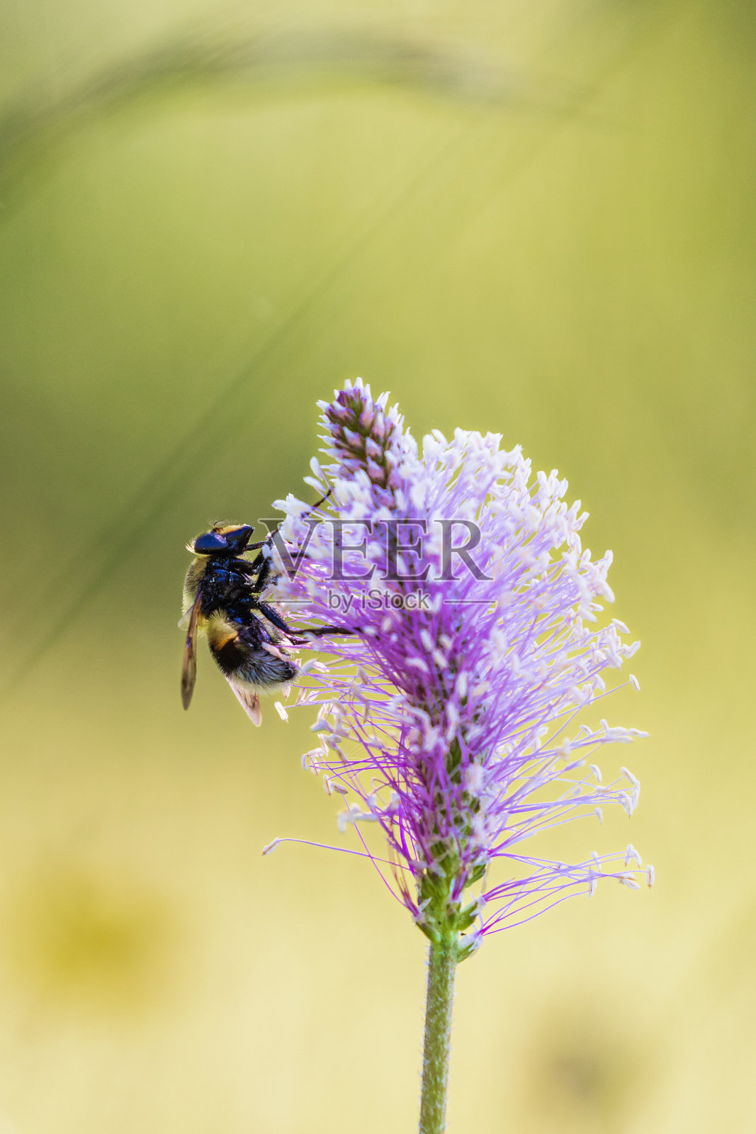 近距离观察一只大黄蜂在开花的大蕉上照片摄影图片