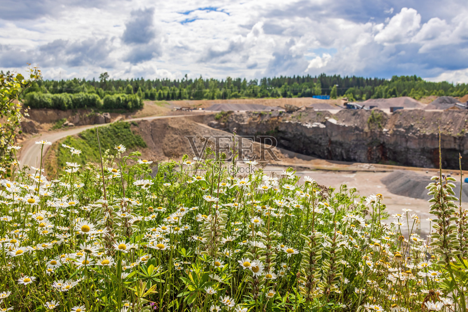 采石场盛开的牛眼雏菊照片摄影图片