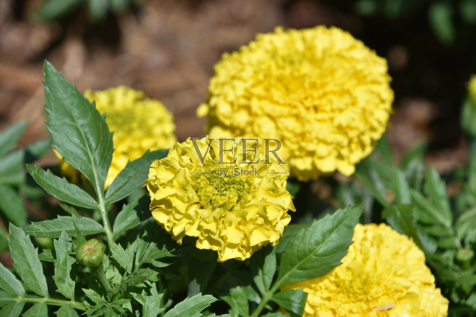 黄色开花和盛开的金盏花开花照片摄影图片