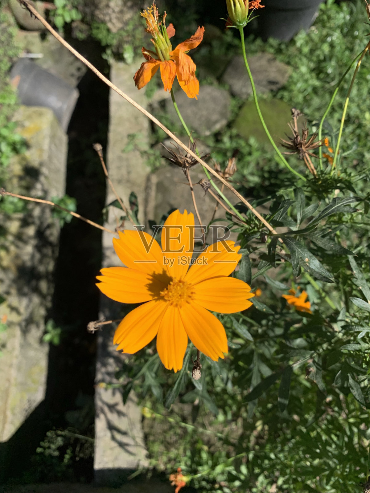 盛开的鲜花照片摄影图片