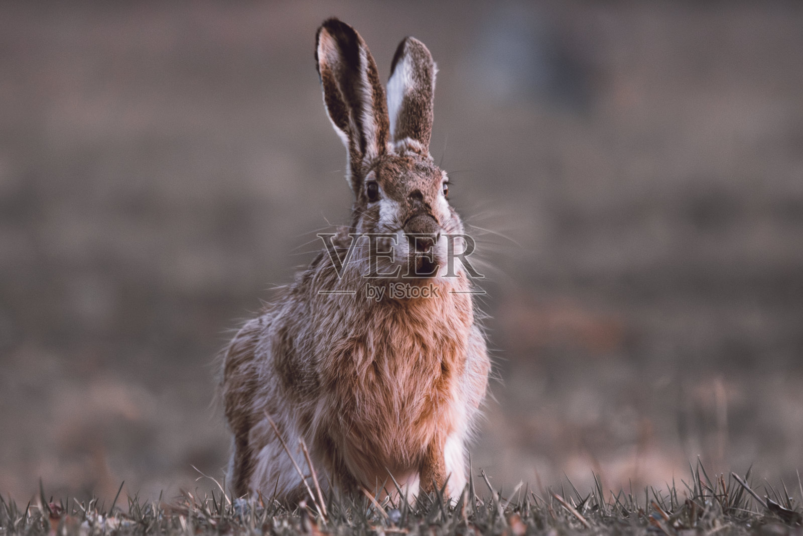 一只棕色的兔子坐在田野里照片摄影图片
