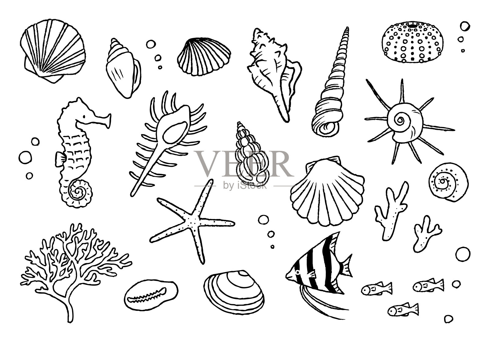 贝壳插图集-手绘插画图片素材