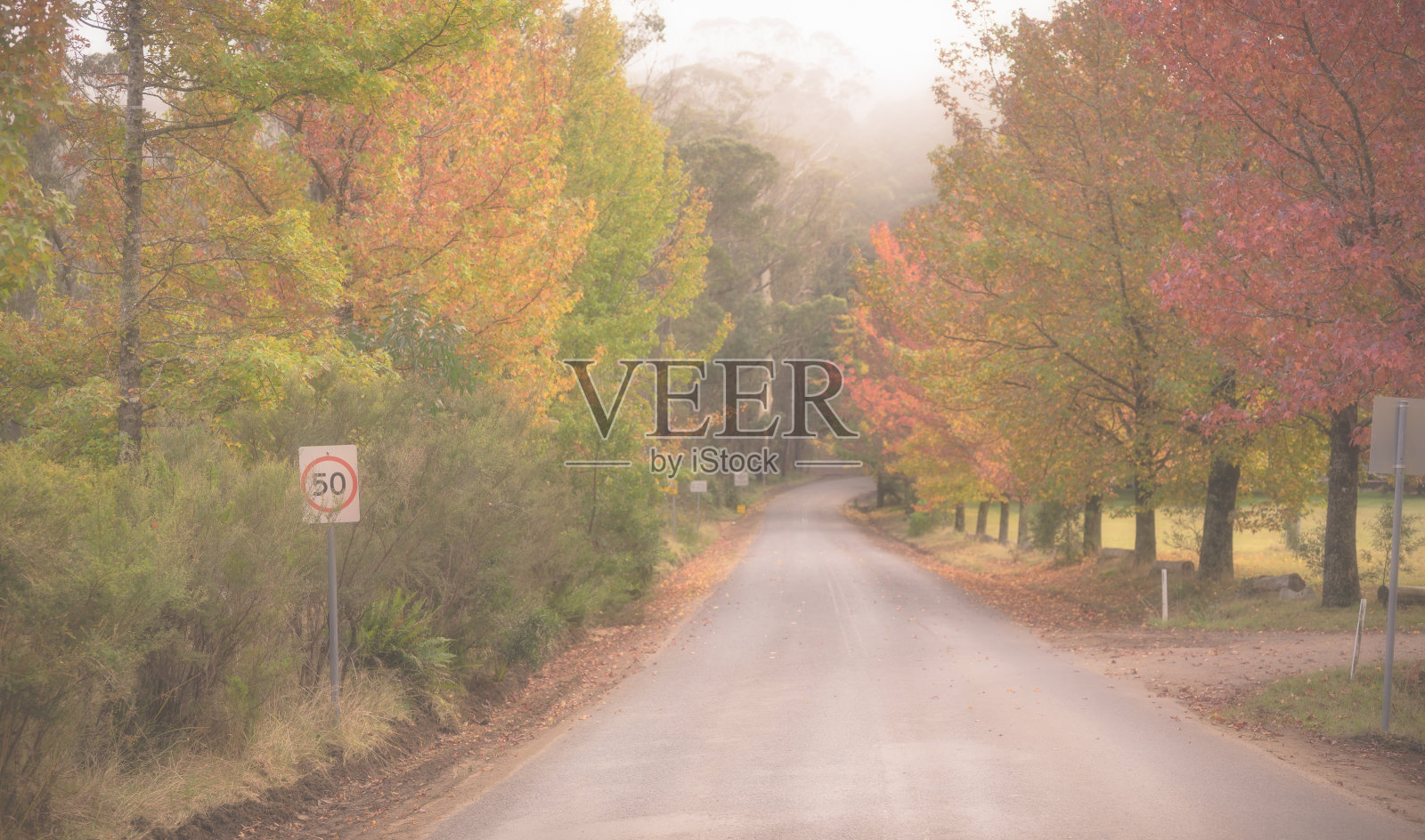 抽象的秋叶背景秋色背景，美丽的秋色景观上的秋黄红和秋月褐照片摄影图片