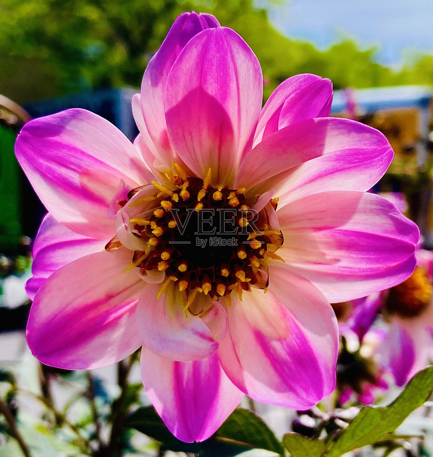 粉白花照片摄影图片