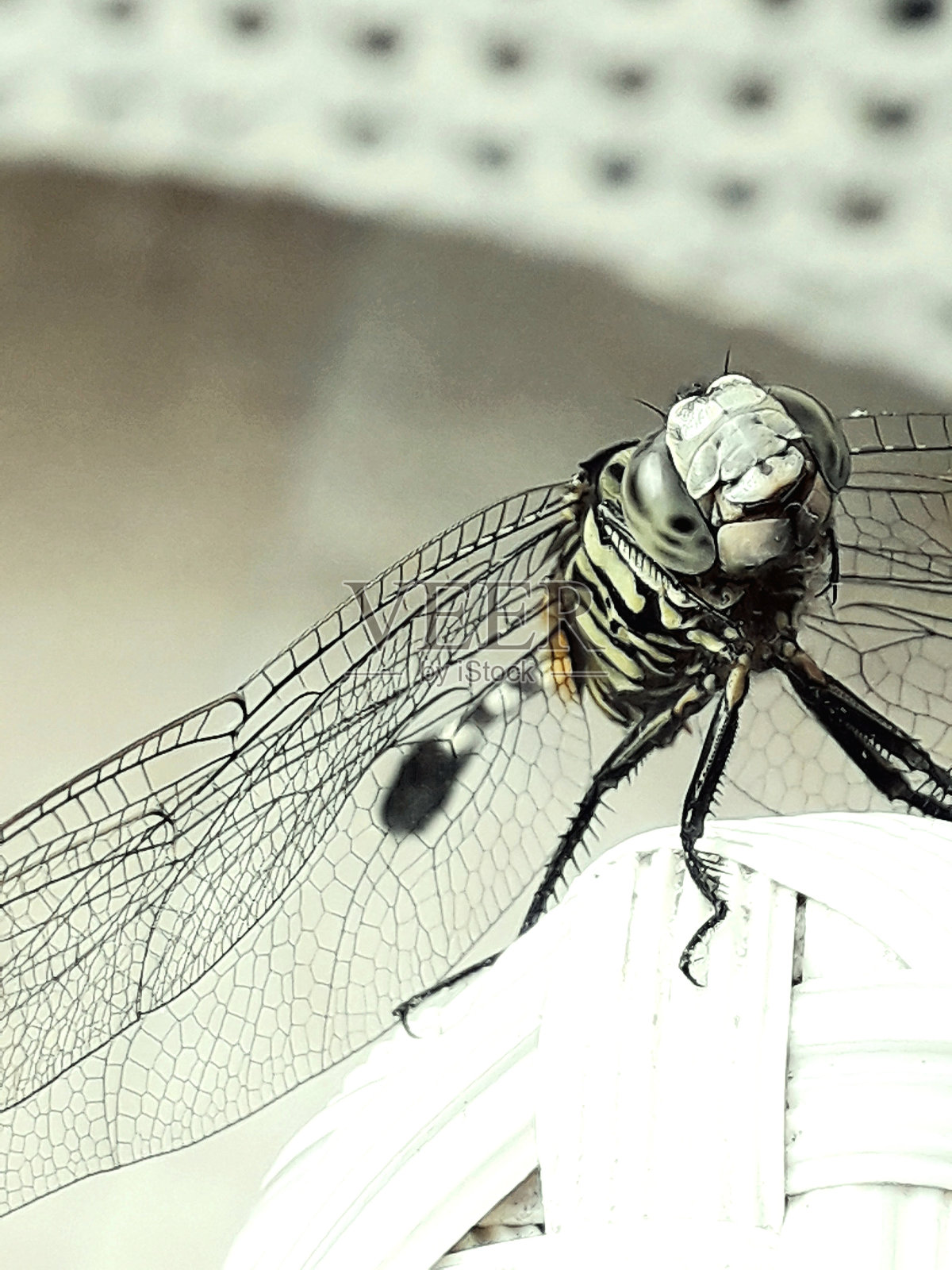 你好照片摄影图片