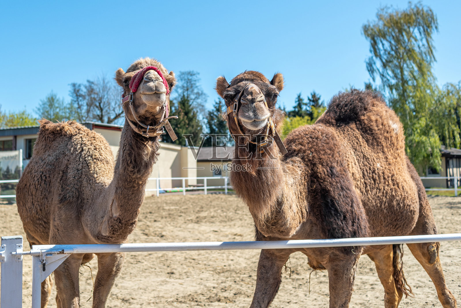 树篱后面的两头棕色驼峰骆驼拉着鼻子。照片摄影图片