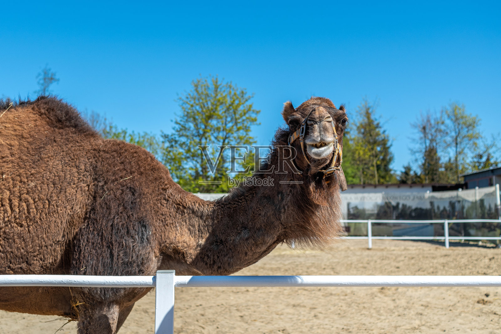 围场农场上的大型棕色驼峰骆驼照片摄影图片