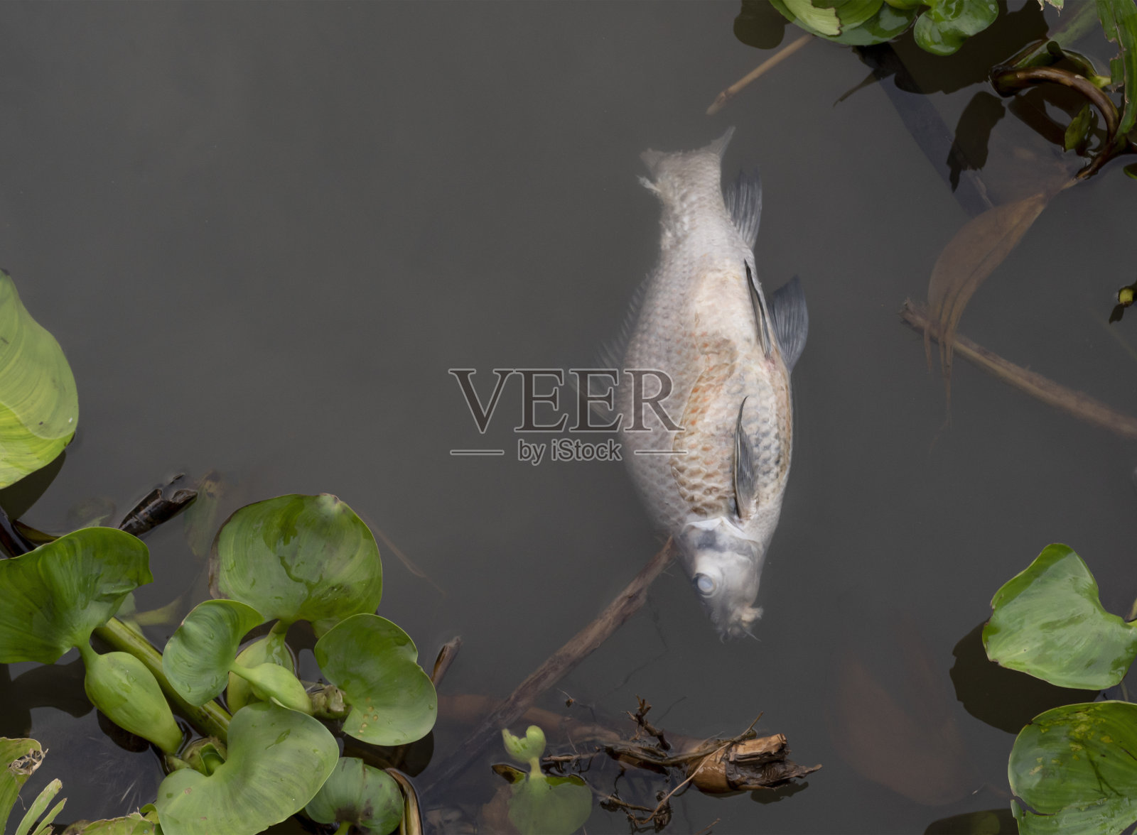 废水上的死鱼照片摄影图片