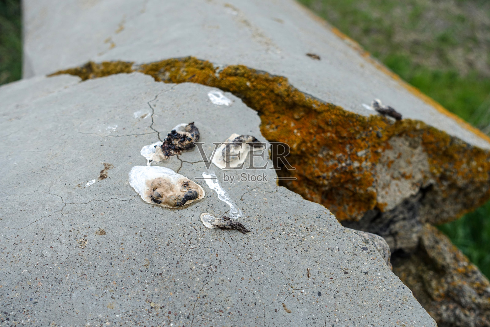 地上有野生动物的粪便，野生动物的粪便，照片摄影图片