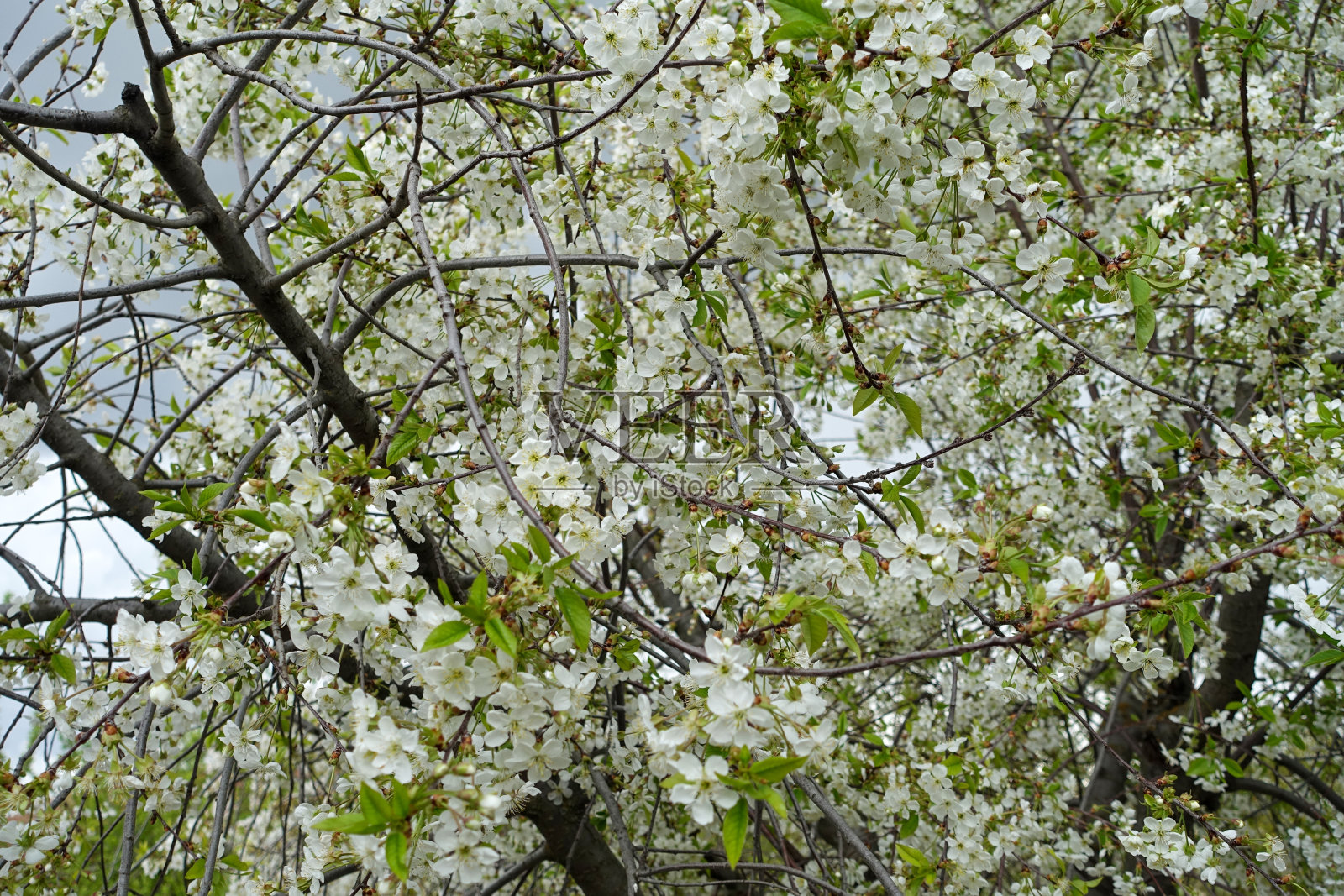 樱花盛开，樱花盛开，照片摄影图片