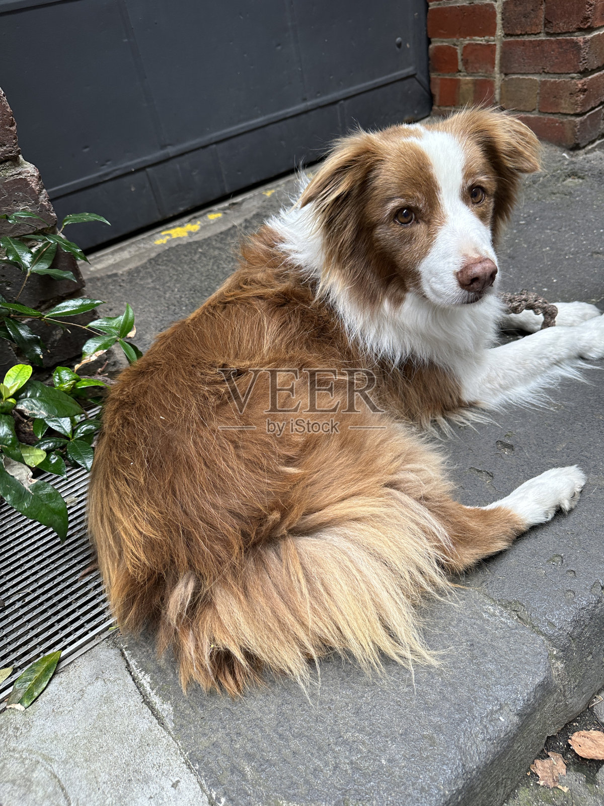 棕色（的）照片摄影图片