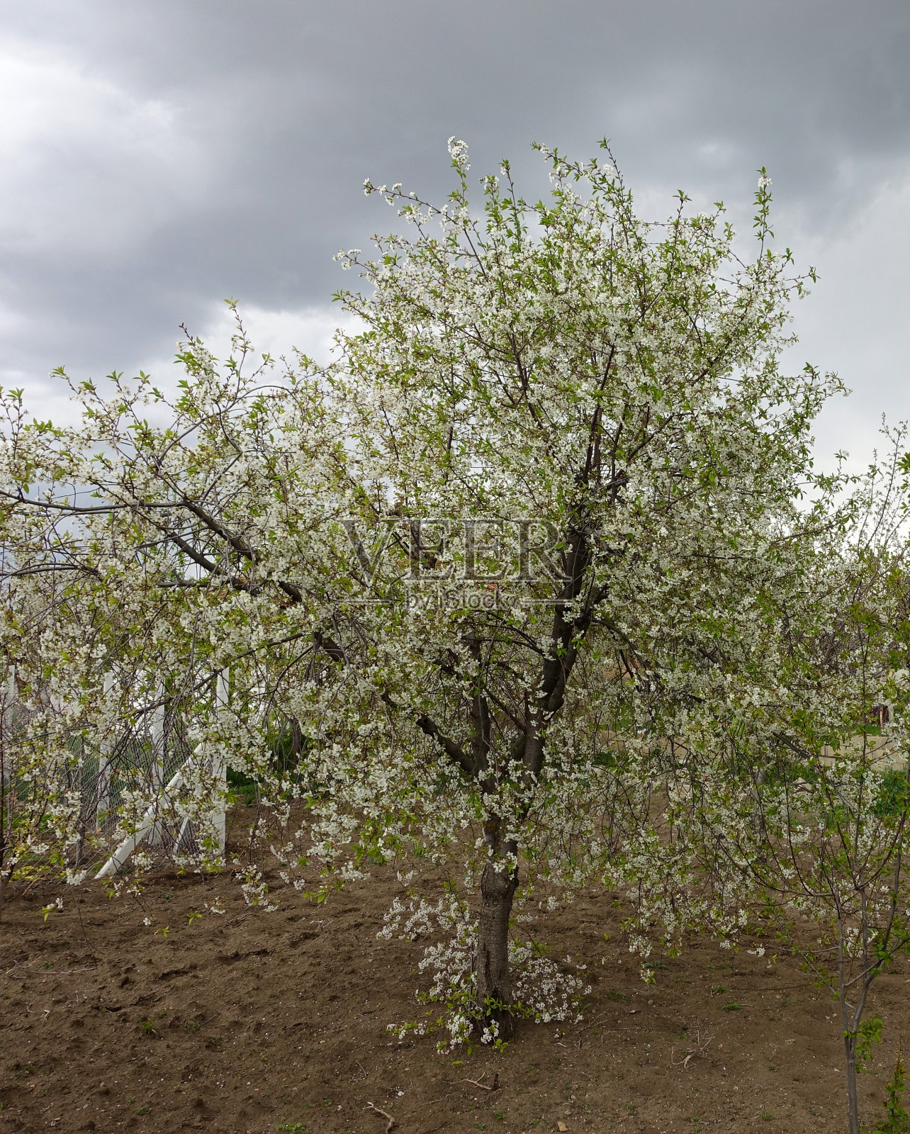 樱花盛开，樱花盛开，照片摄影图片