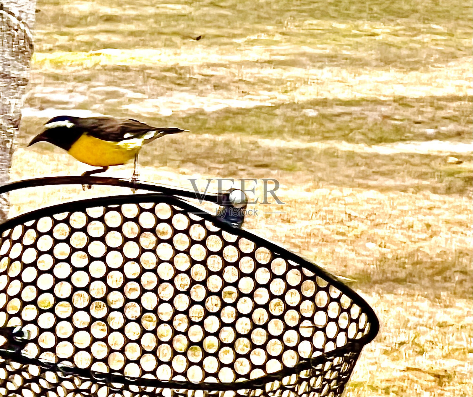 加勒比黄鸟照片摄影图片