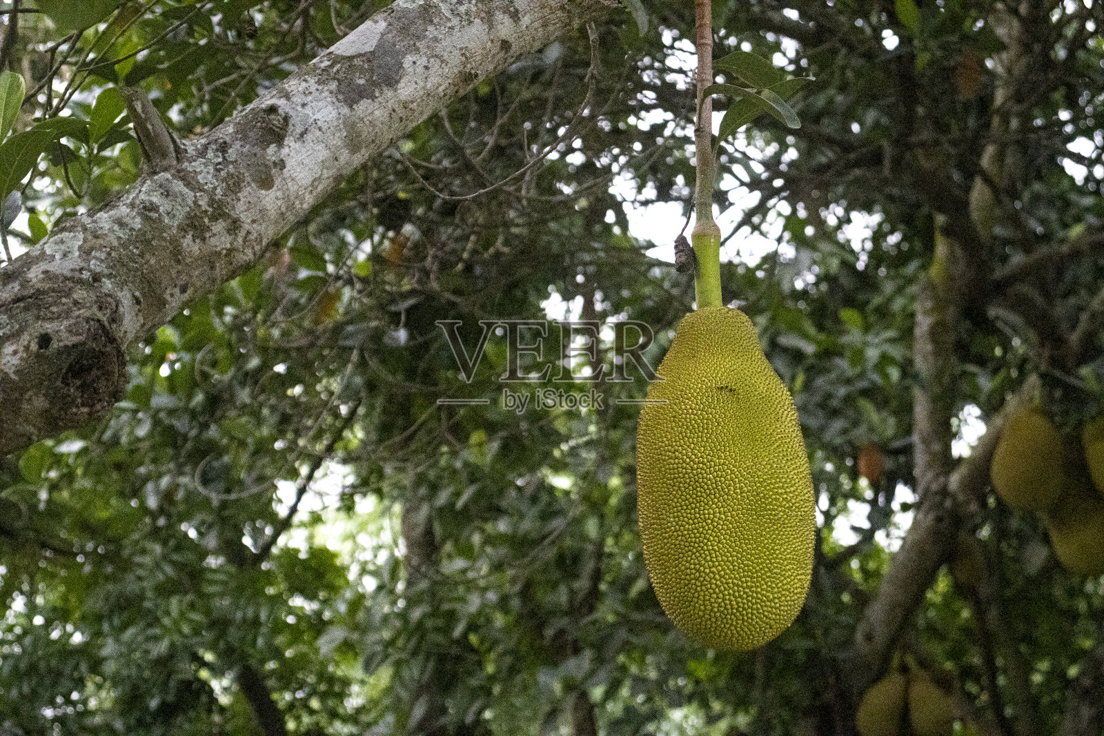 树上有一个黄色的菠萝蜜照片摄影图片
