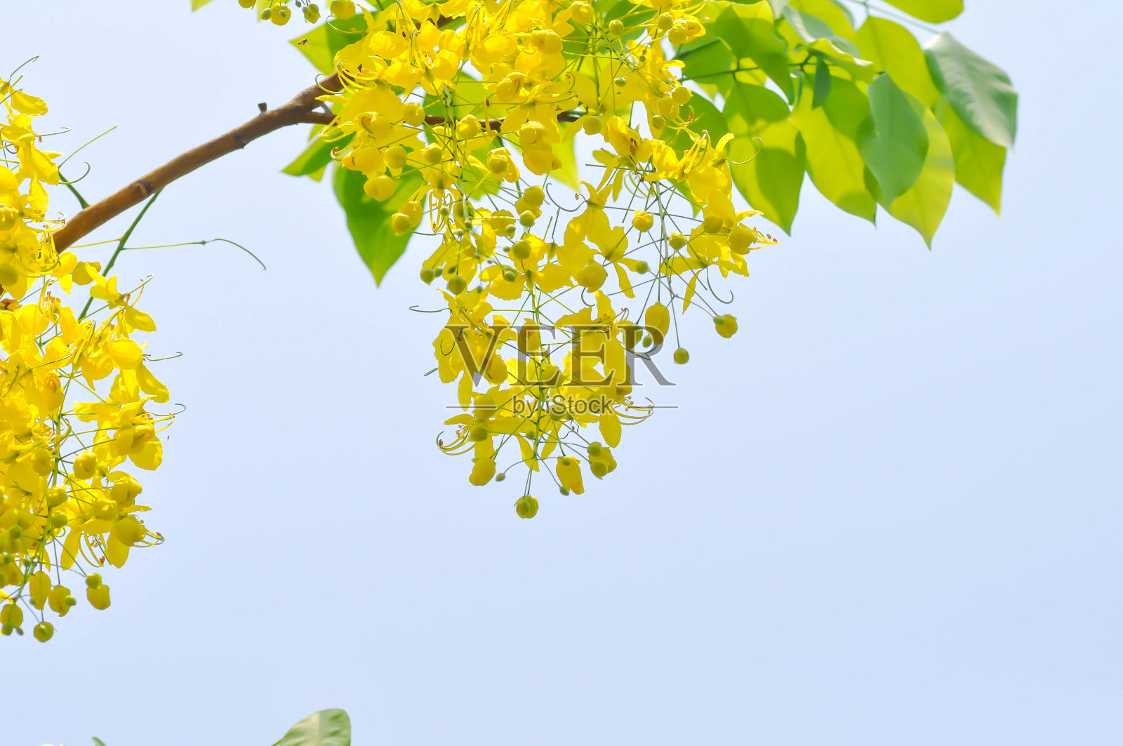 金色淋浴，决明子管或布丁管树或黄花照片摄影图片