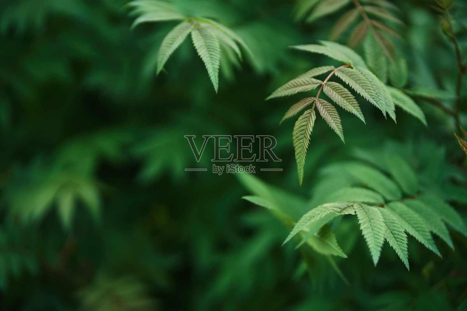 Sorbaria sorbiolia，灌木的叶子。绿色的背景，使植物在大自然中具有复制的空间。高质量照片照片摄影图片