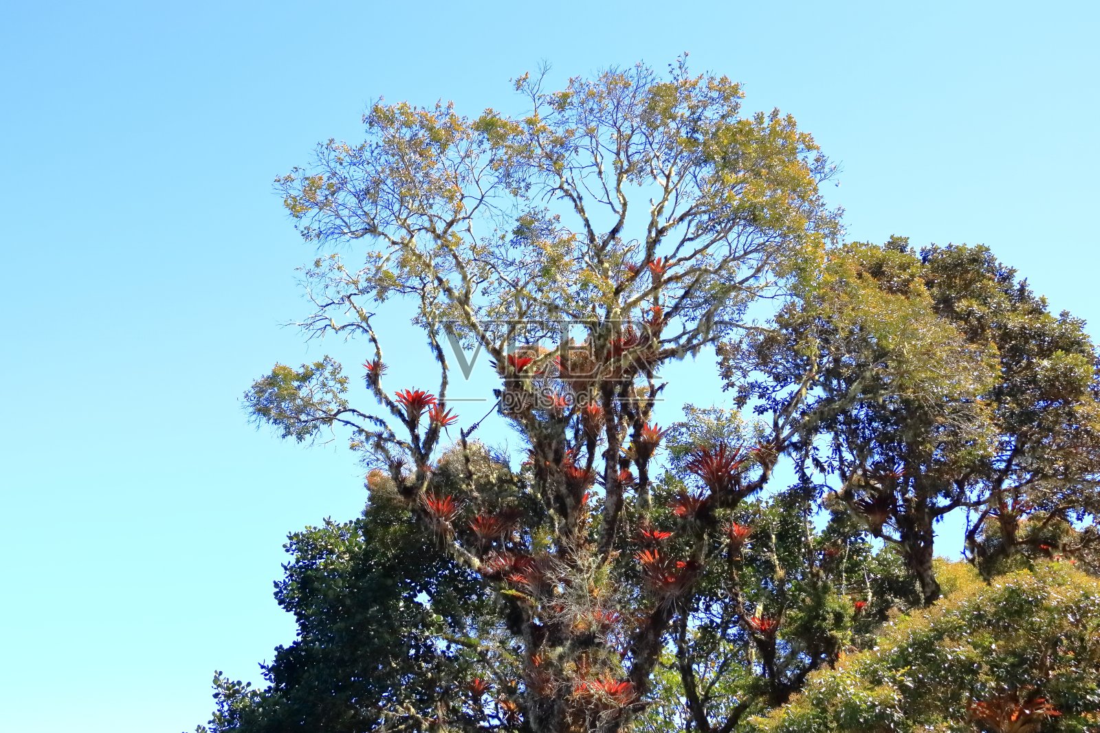 哥斯达黎加Cerro de la Muerte树上的凤梨照片摄影图片