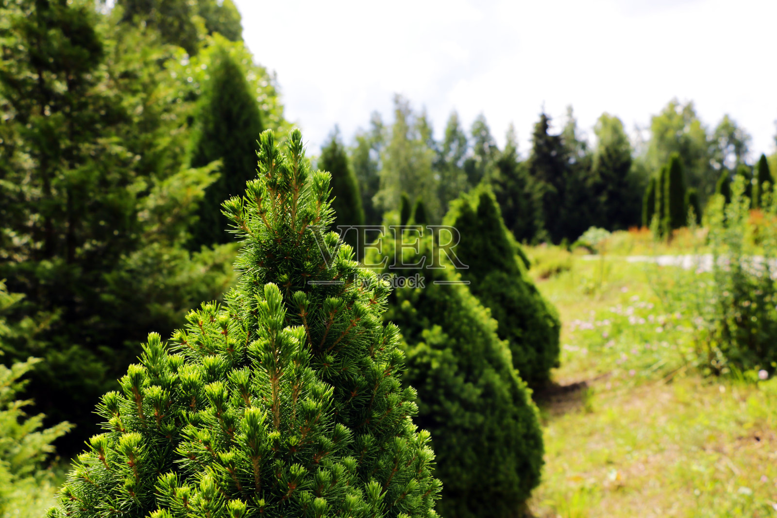 美丽的公园与绿色的土花，自然照片。照片摄影图片