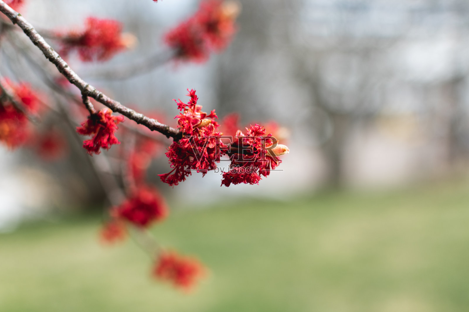 公园里开着红花的春树照片摄影图片