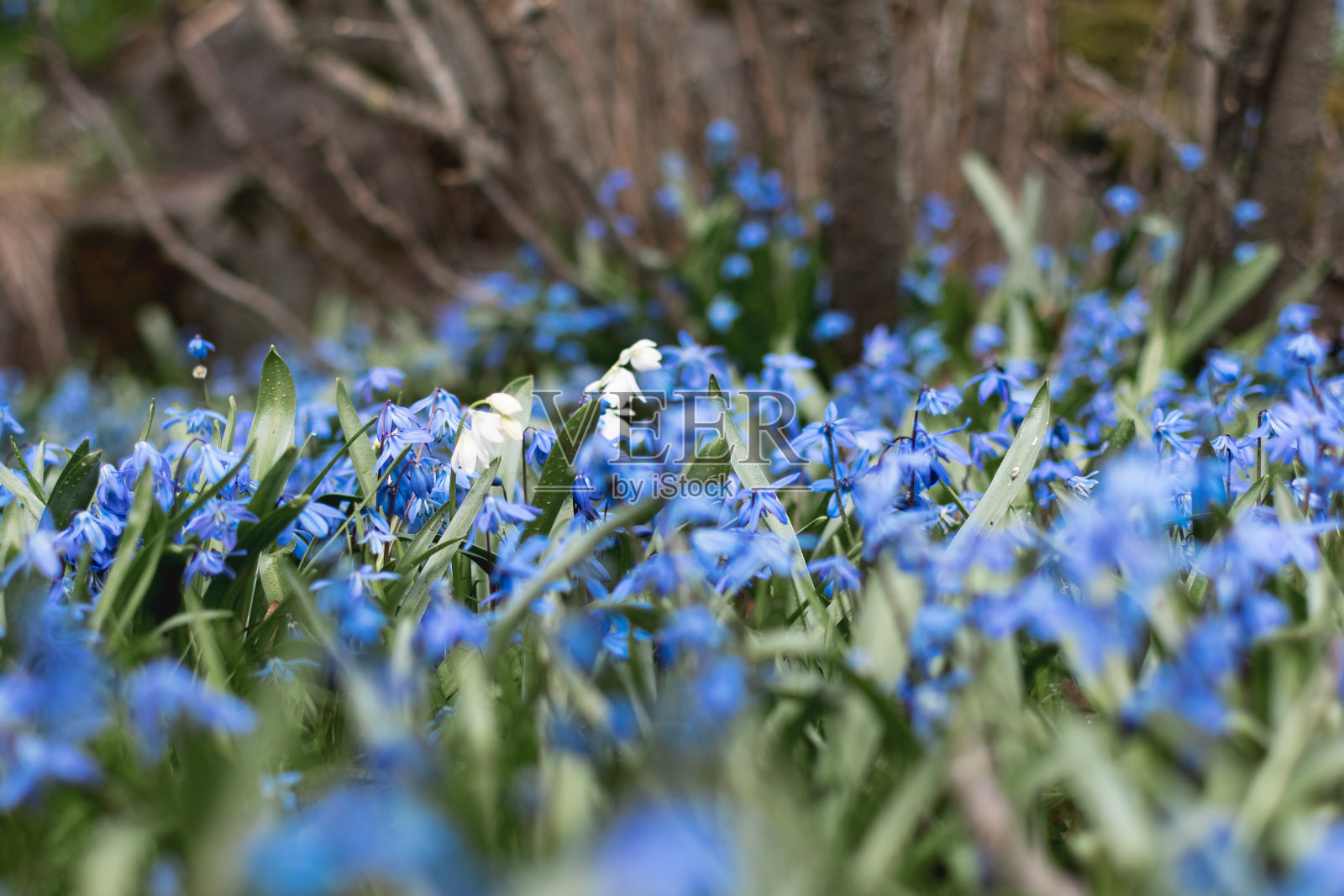 蓝色的花田照片摄影图片