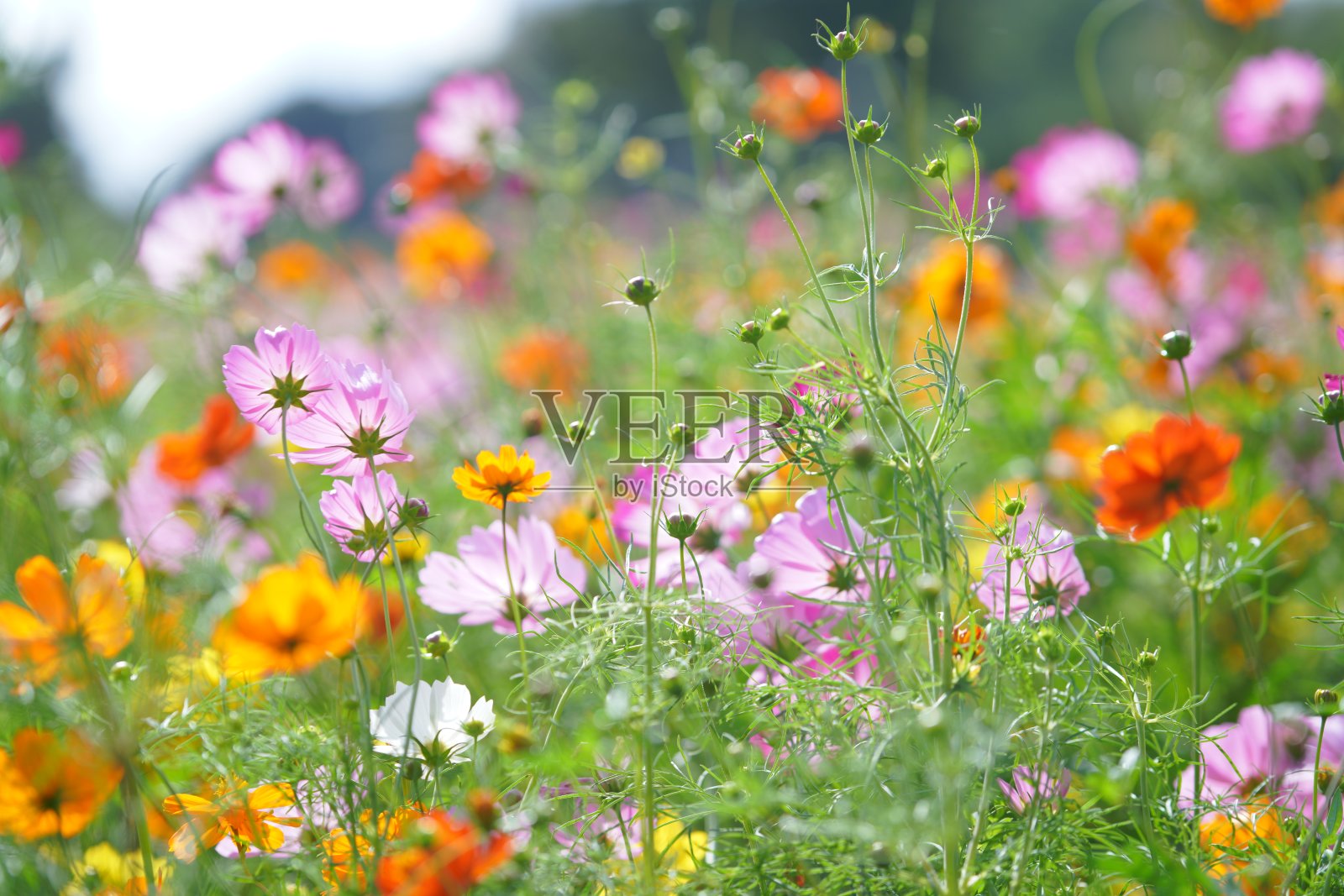 千叶县一个公园里盛开的宇宙花照片摄影图片