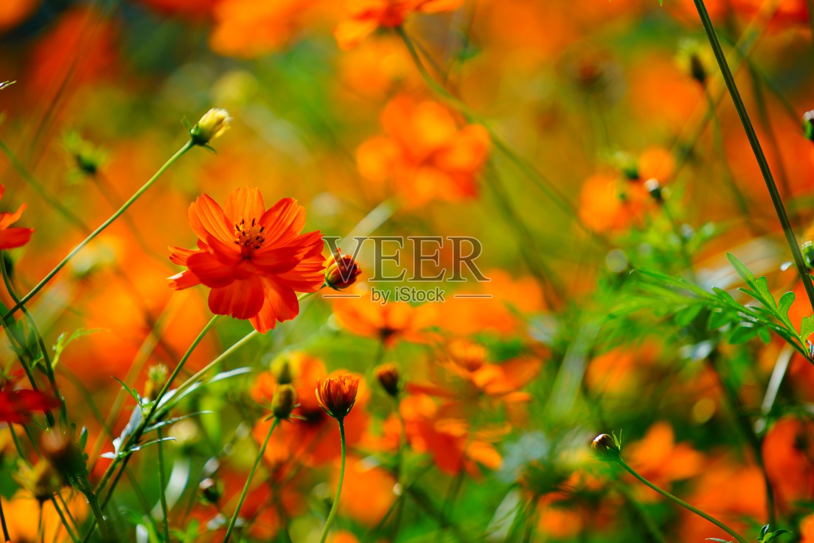 千叶县一个公园里盛开的宇宙花照片摄影图片