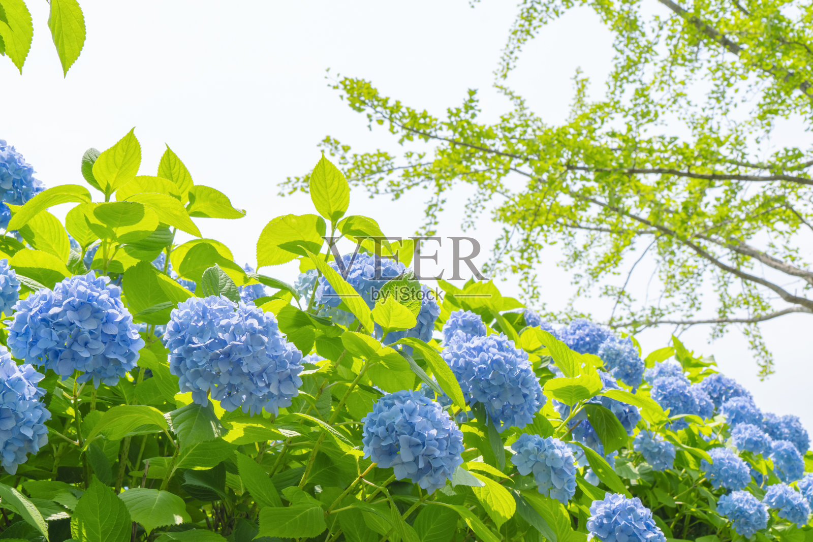 绣球花盛开。照片摄影图片