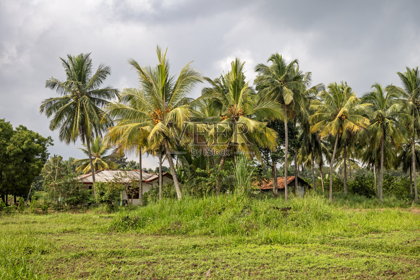 农场里的椰子树照片摄影图片