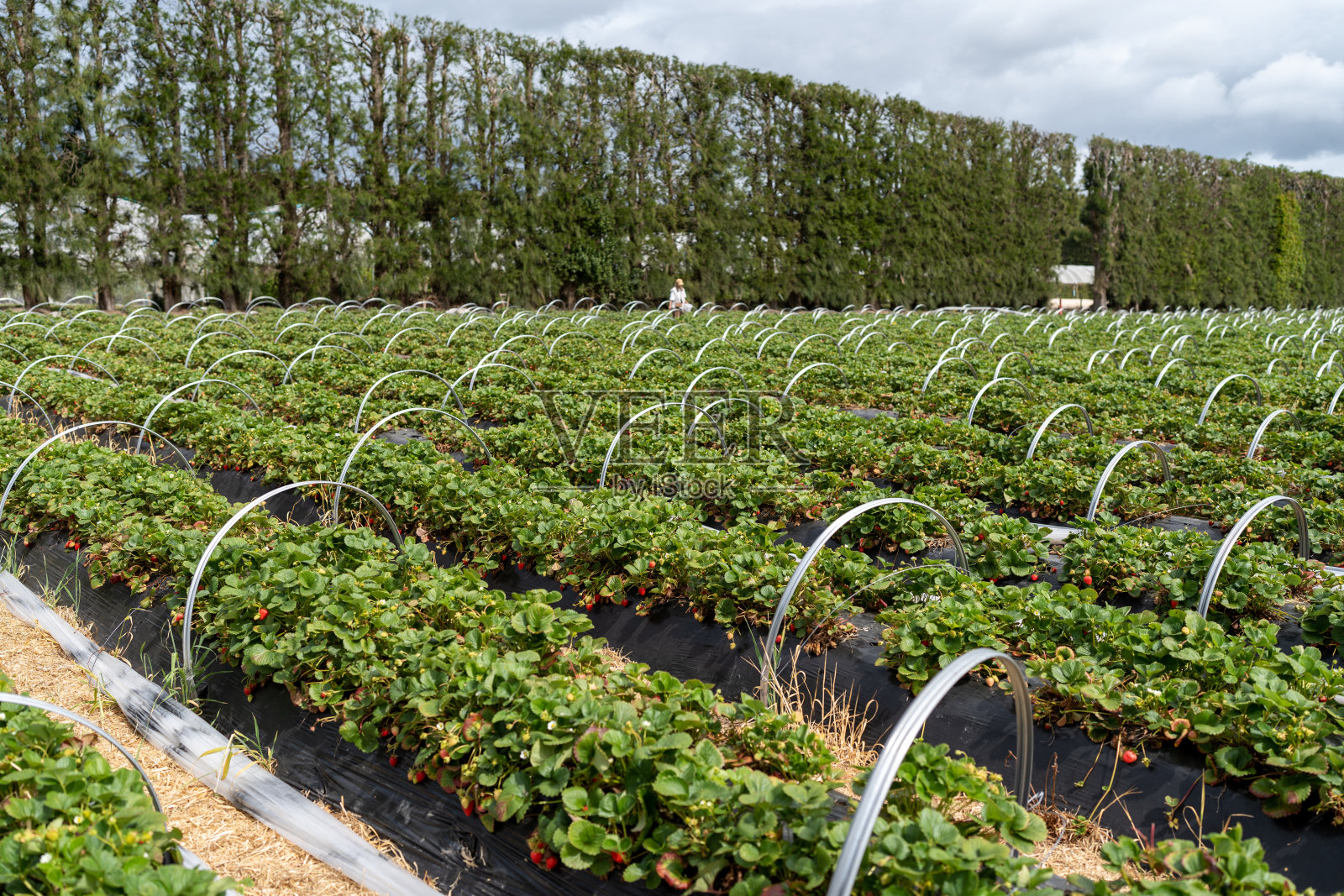 草莓领域照片摄影图片