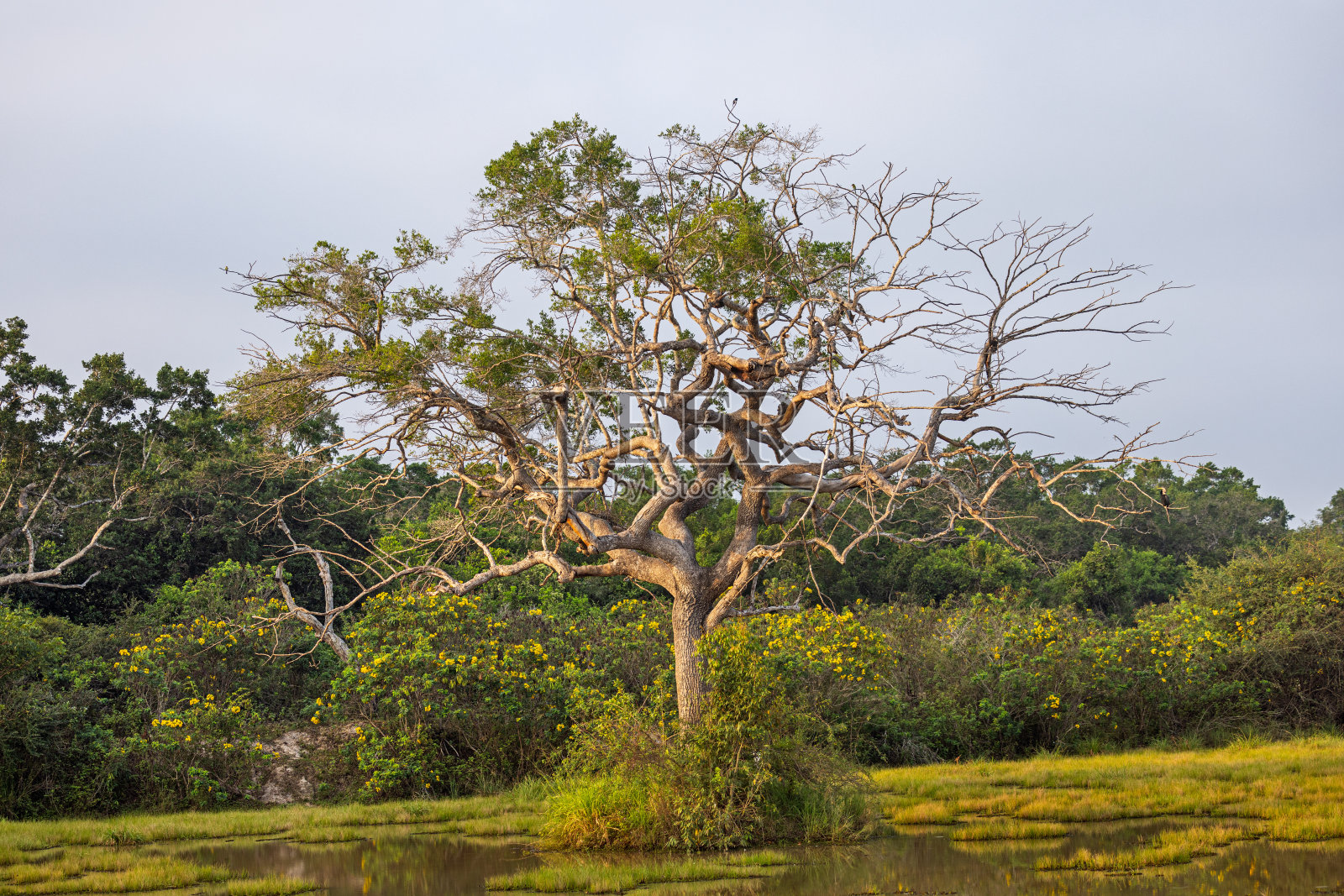 小湖边的一棵热带树照片摄影图片