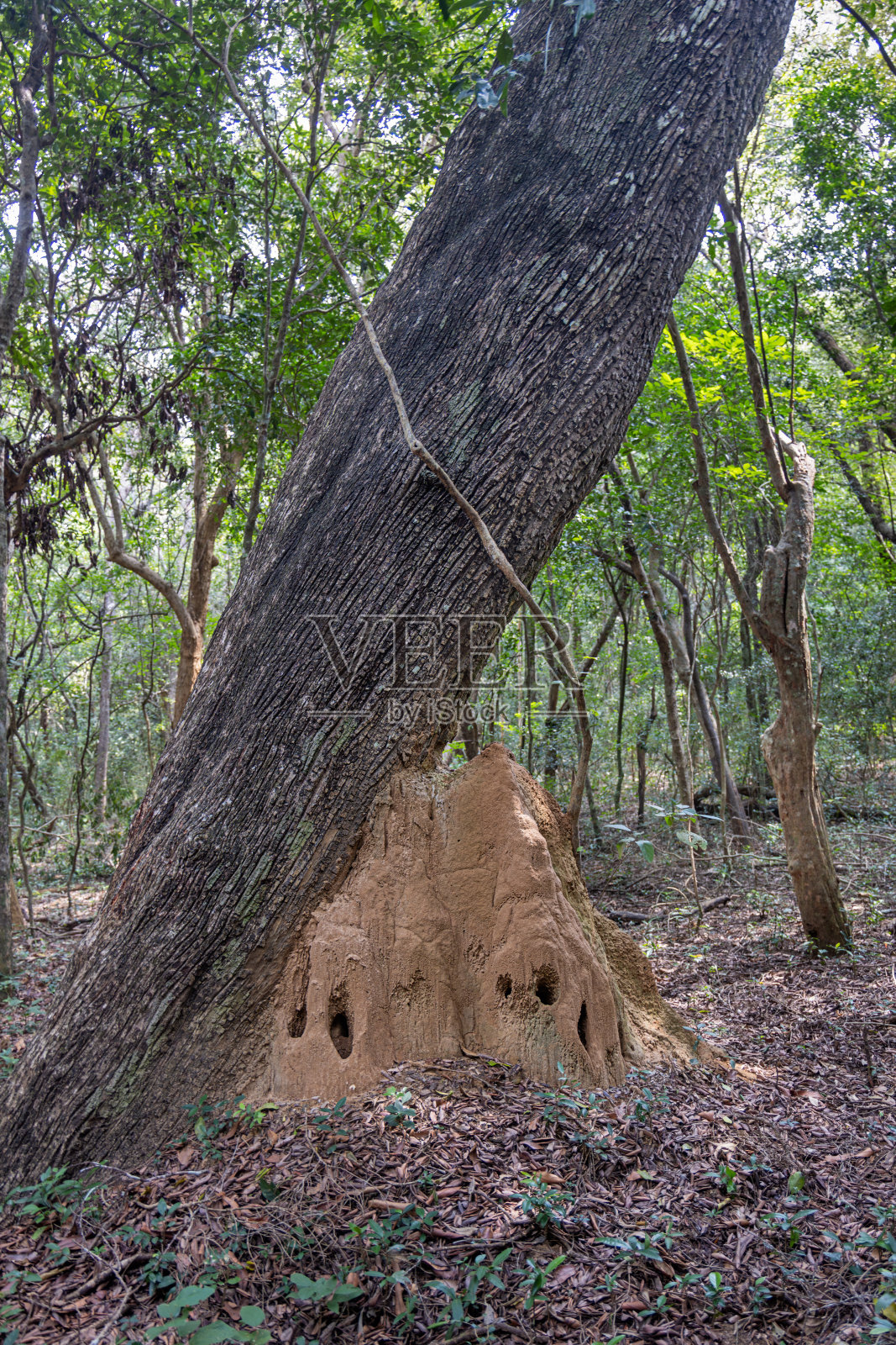 丛林中的白蚁丘照片摄影图片