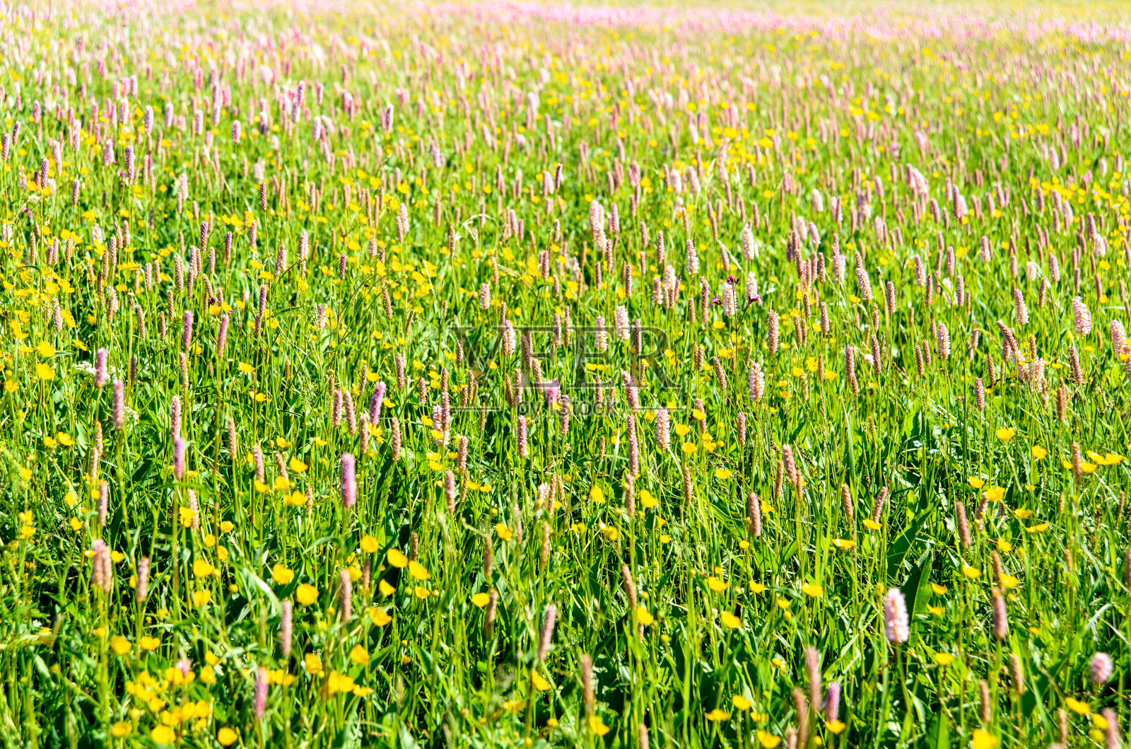 春天盛开的美丽山间草地照片摄影图片