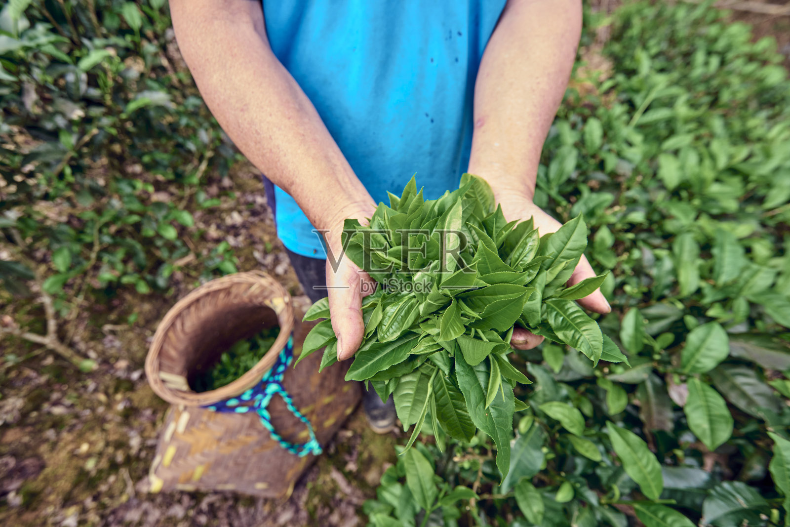 一位亚洲女性在茶园采摘茶叶。照片摄影图片