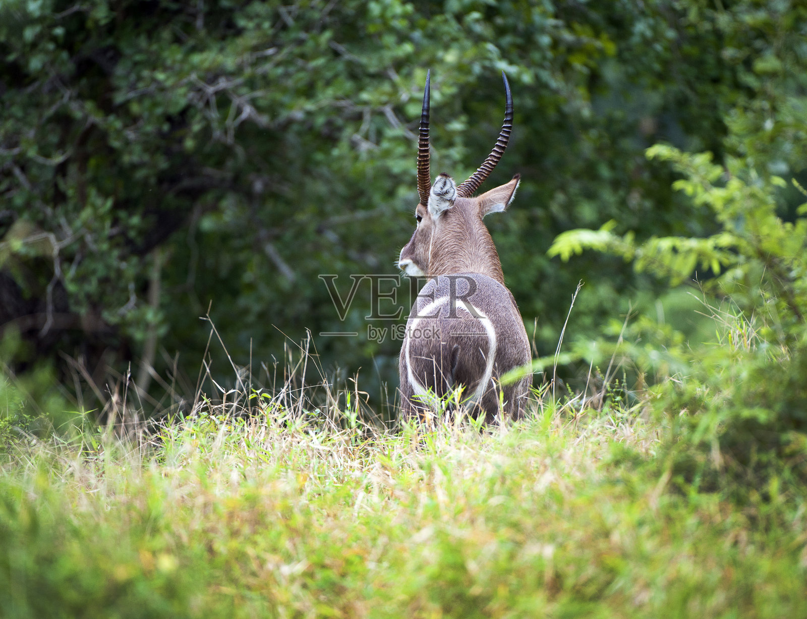 非洲马拉维和马吉特野生动物保护区的水巴克独特的臀部标记照片摄影图片
