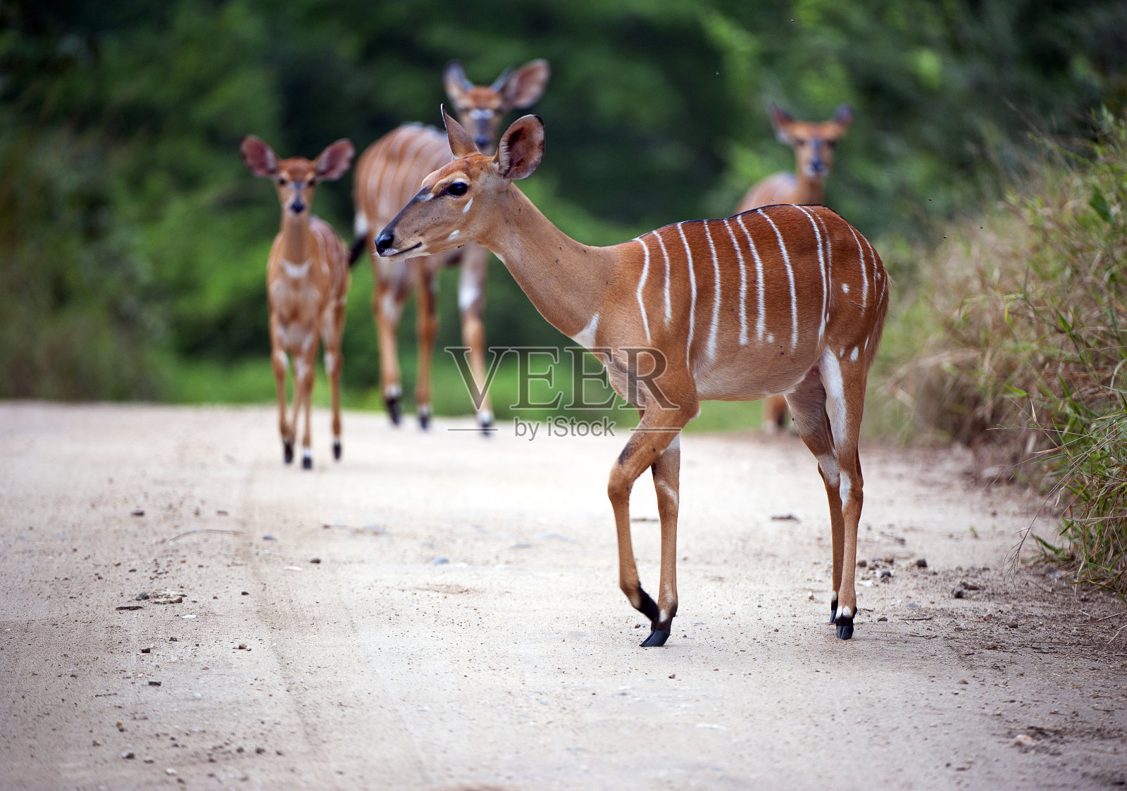母羚羊和幼羚羊，马杰特野生动物保护区，马拉维，非洲照片摄影图片