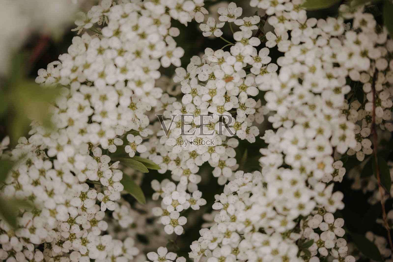 Bridalwreath Spiraea照片摄影图片