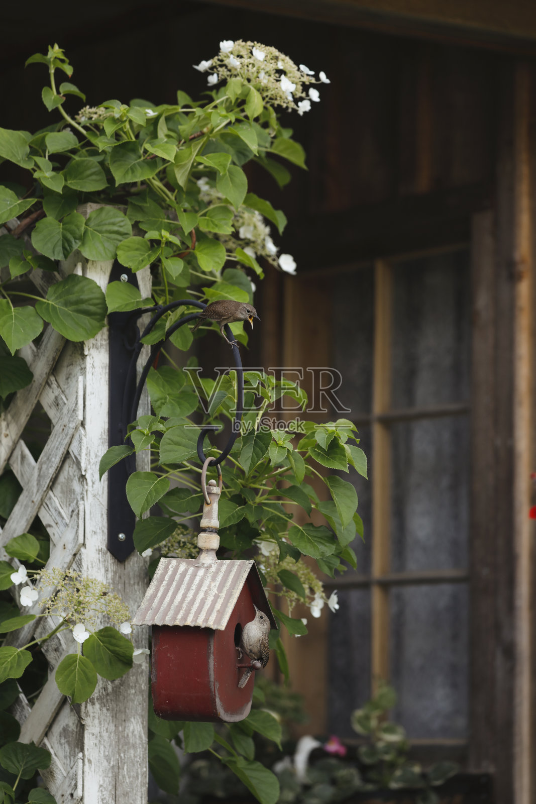 栖息在鸟笼上的鹪鹩照片摄影图片