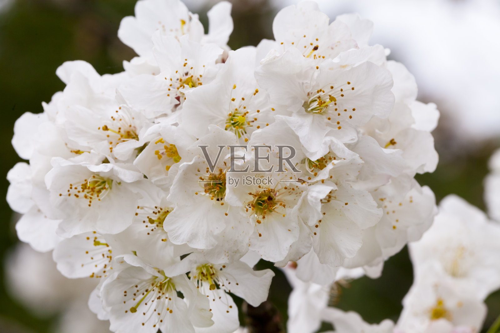 果树白色开花。照片摄影图片