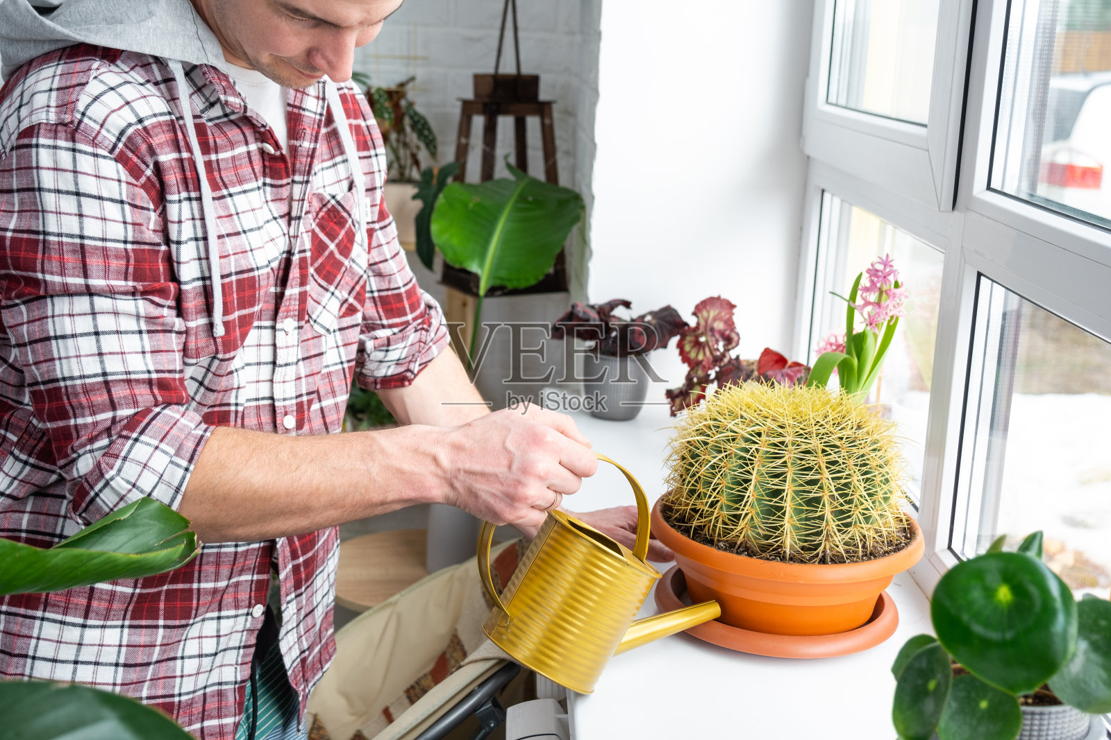 一名男子从一个喷壶里倒进一个托盘里。家里植物的窗台上有一只大型棘爪虫。家庭作物生产，荒漠植物水分平衡照片摄影图片