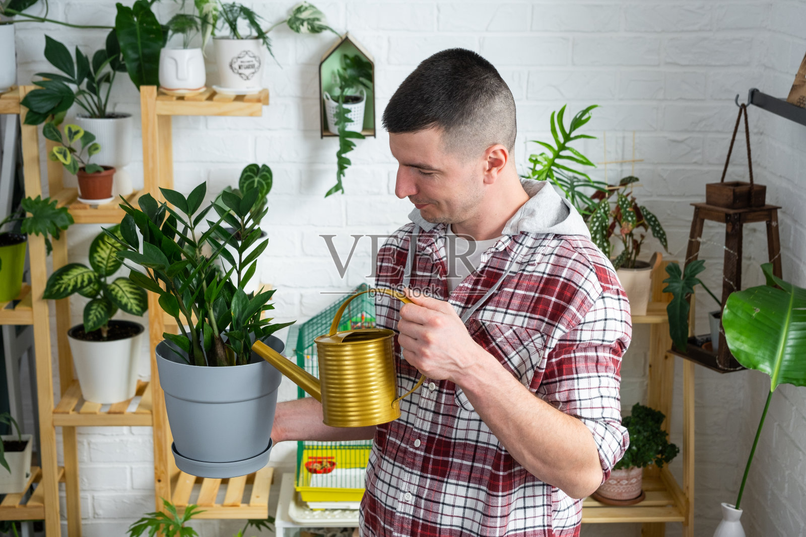 曼用一个喷壶给家里收集的珍稀植物浇水，这些植物在房子内部的架子上带着爱生长。家庭植物种植，温室，水分平衡照片摄影图片
