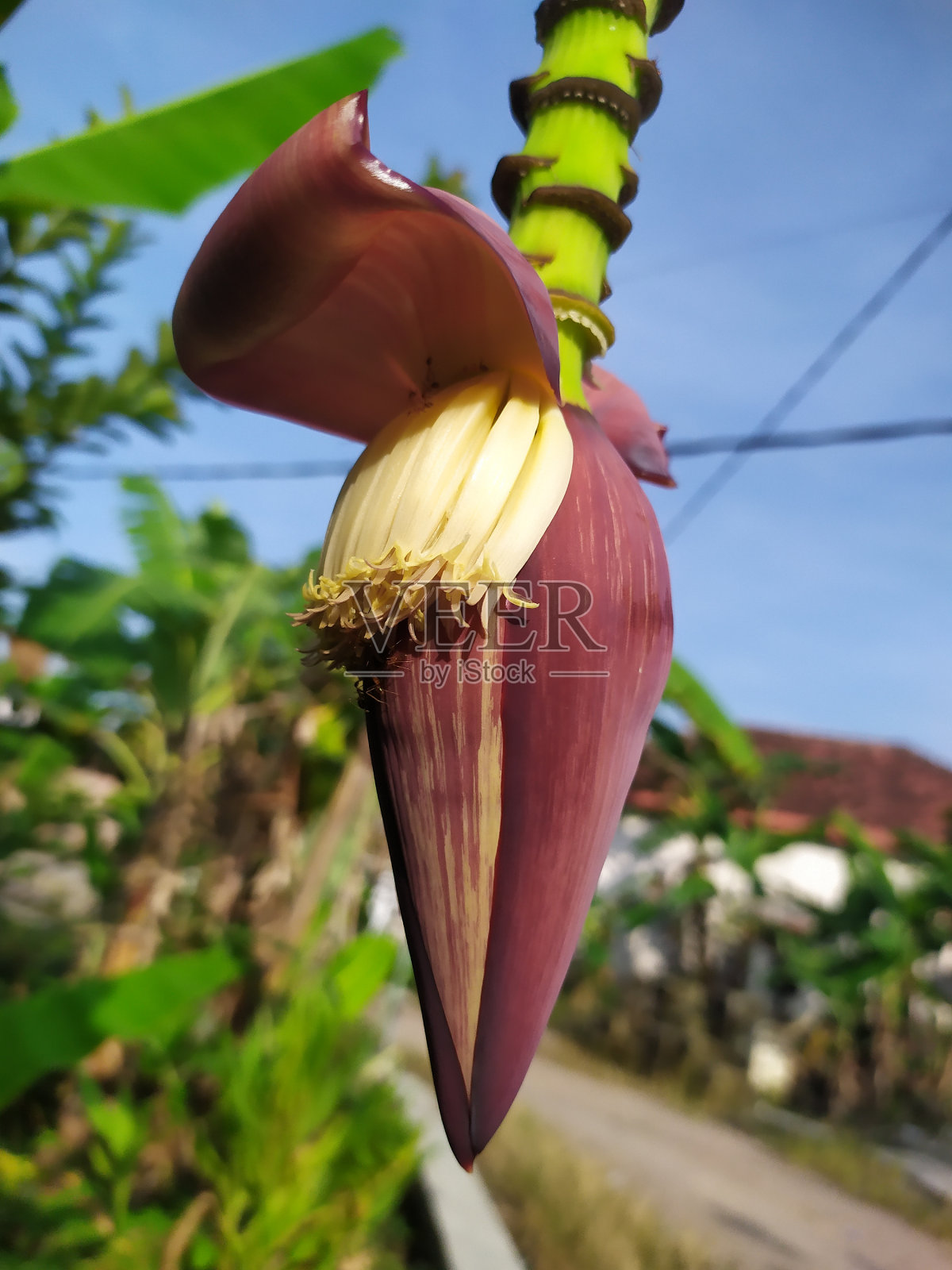 香蕉的心照片摄影图片