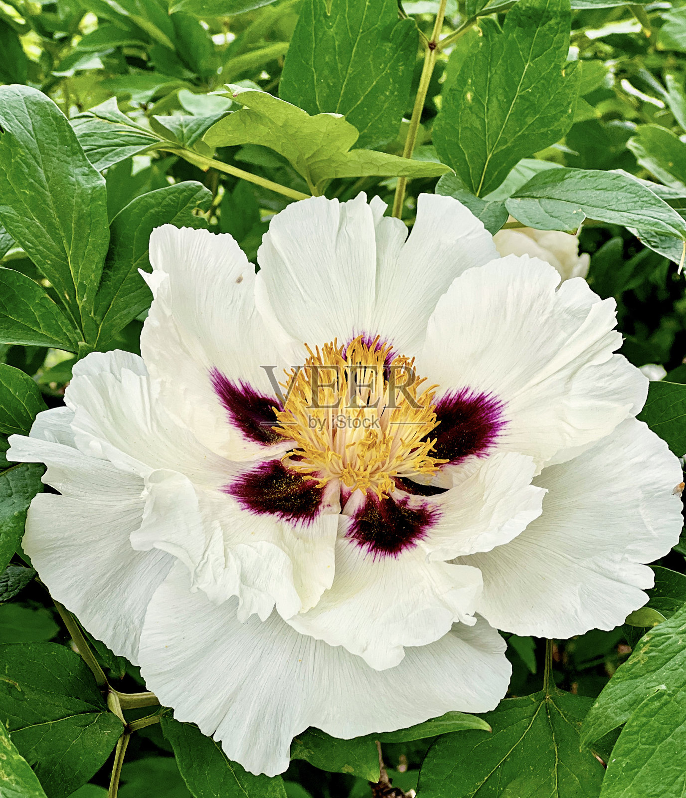 春天，城市公园里盛开着牡丹。照片摄影图片