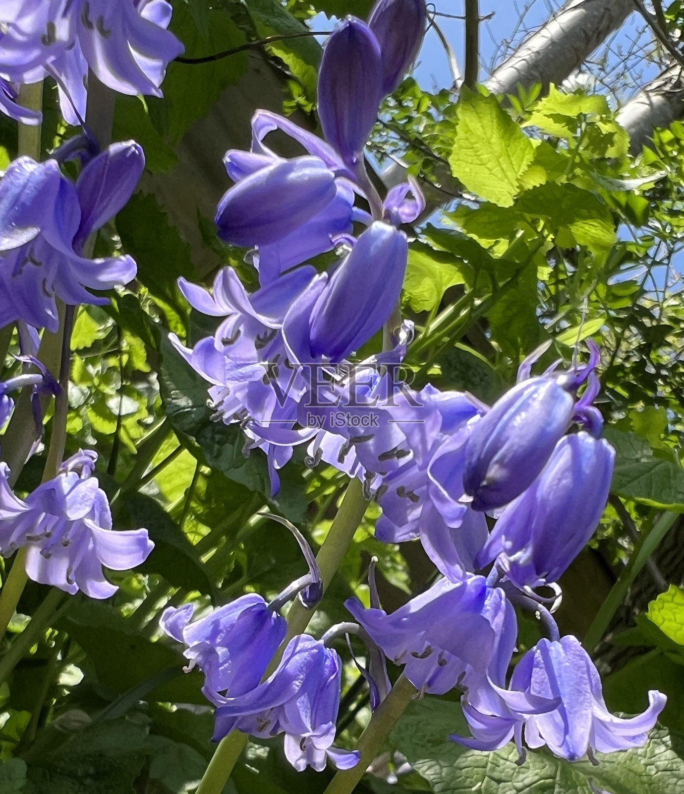 风信子的特写照片照片摄影图片