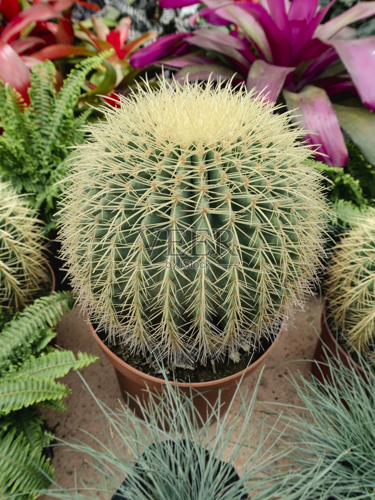 花盆里的小圆仙人掌照片摄影图片