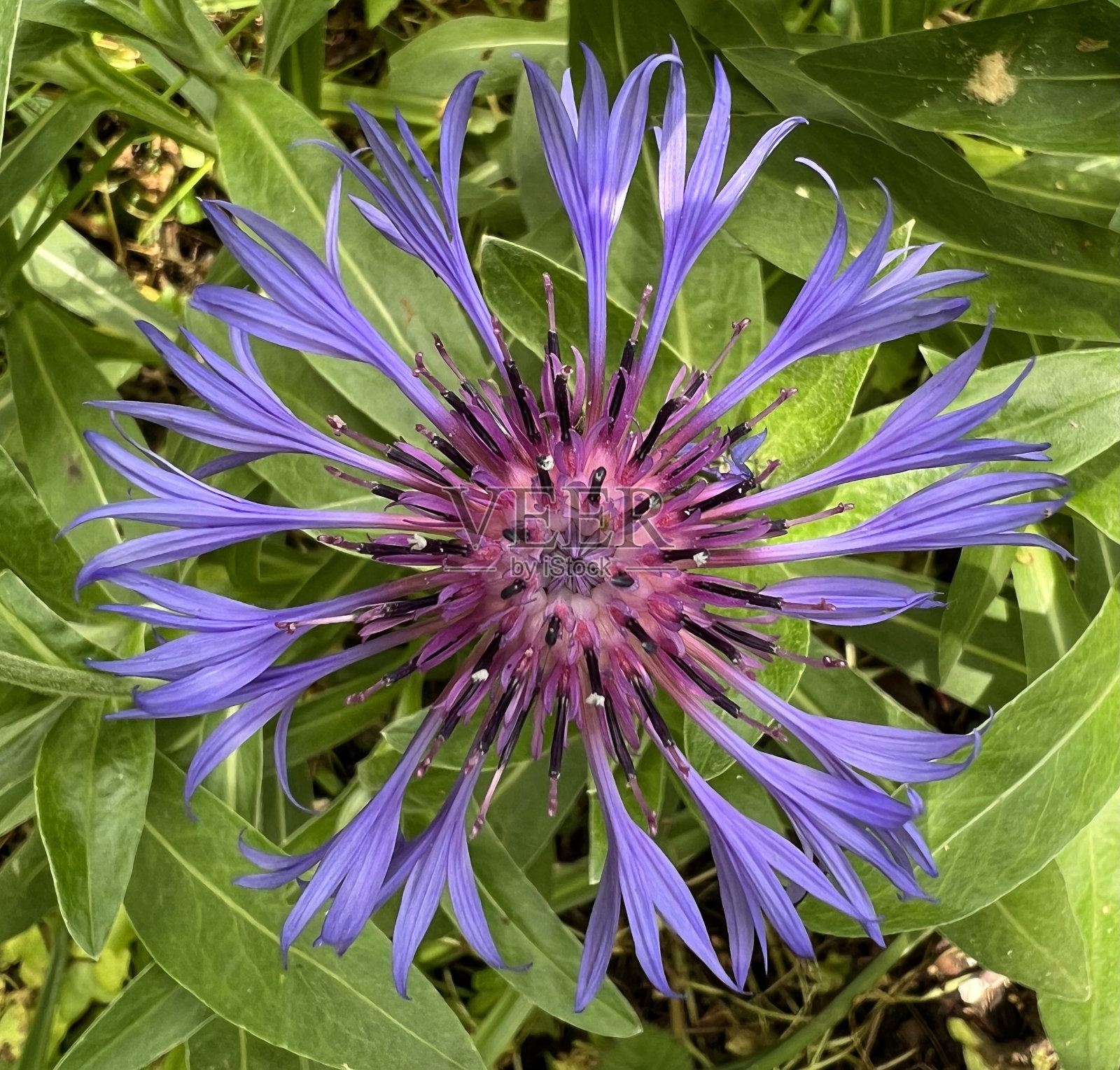 常年浅照片摄影图片