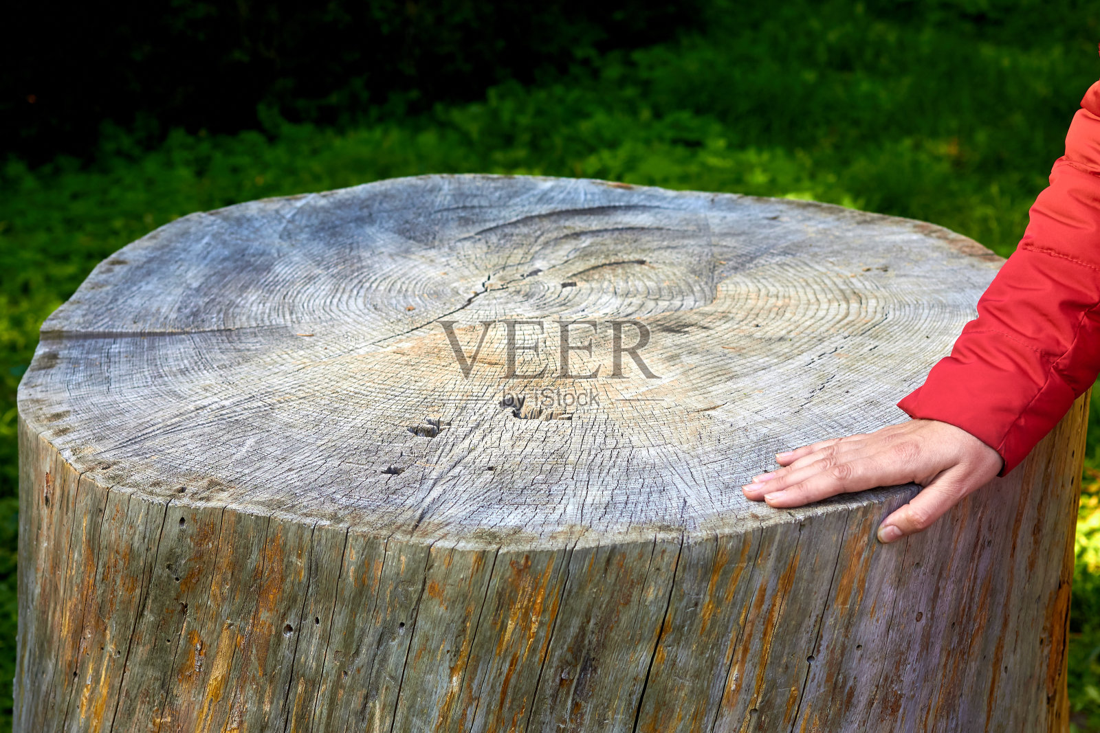 一棵大松树的老树桩和一个女人的手照片摄影图片