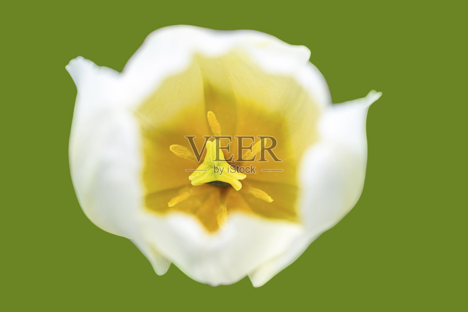 分离郁金香花照片摄影图片